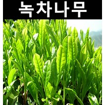 차나무(녹차나무) 3년생 포트 3개/나무 묘목/약용/특용수