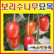 (G소망)왕보리수나무묘목 삽목3년생 3그루