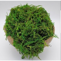 천연 청이끼 (자연채취) 500G