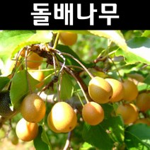 돌배 나무 묘목 실생2년 뿌리 특묘 3개/정원/공원/조경수