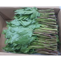 언니네야채 당귀잎 1kg, 1