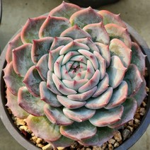 다육식물(캐라리언 대품)1210, 1개