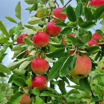 영천 루비에스 꼬마 미니사과 달콤 꿀사과 알프스오토메 한입사과, 루비에스 미니사과 2kg 28-40과내외, 1개