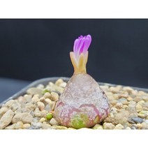 부르게리-315