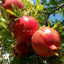 자연농원 석류나무 묘목 최소구매 2개, 2년생 석류 묘목