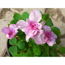 산내들농장 분홍겹사랑초(구근)-7구, 1개