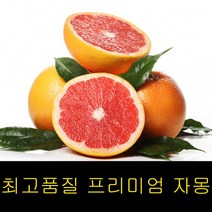 고씨네 특급 홍자몽 3kg 메로골드자몽 자몽청만들기 자몽효능 자몽청 자몽에이드 청자몽 레드자몽 자몽차
