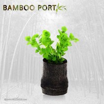 [바보사랑] 수초-대숯포트 펄그라스-열대어 어항 수질정화 수중식물, 상세 설명 참조