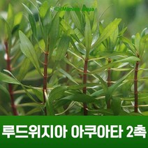 초보 수초 키우기 루드위지아 아쿠아타 2촉, 단품