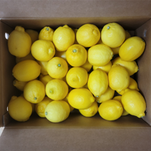산지직송 미국산 캘리포니아 초이스 팬시 정품 햇 레몬 중대과 12과 내외. 1.5KG, 1개