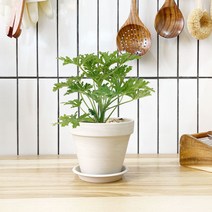1+1 구문초 키친허브 화분 세트 바질 텃밭 허브 키우기 모기쫓는식물 구충식물, H19.구문초, H42.샐러리