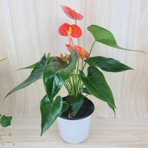 안시리움 소품2 [플라워앤곰], 05_솔라라(오렌지)