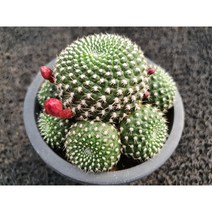 봄의정원 레드파이 선인장