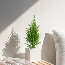 나루플랜트 실내 공기정화식물 화이트화분 공기청정 반려식물 인테리어식물, 1Ea, 율마