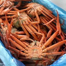 팜커머스 당일조업 연지홍게 3KG 8-12미내외 실속형B급, 단품