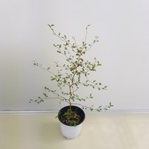 [해피그린 화원] 아기자기한 잎사귀가 매력인 식물 마오리 소포라 129 화원 농원, 1개