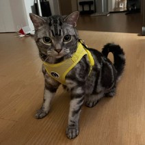 고양이 외출 산책 하네스 리드줄포함 국내제작, 옐로우