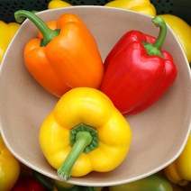 파프리카 5kg 3kg 파프팜 생산자 산지직송, 08.정품 [3색] 1.5kg
