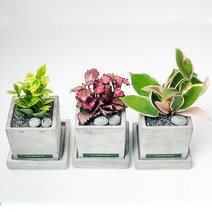 책상에 놓기 좋은 실내공기 정화식물+화분SET 22종 택1 CM_산데리아, 1개