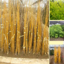 (G소망)황금회화나무 묘목 접목2년 3그루(부자나무), 1개