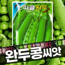 완두콩 씨앗 종자 스파클 60g
