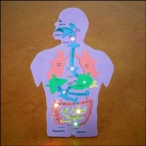 현hmsupre_과학키트 음식물이지나가는길만들기 조립장난감 LED인체내부구조 준비물 학습 이지나가는♥rebirth, ♥ddureo