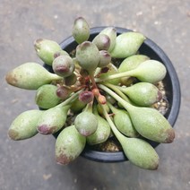 [수암다육] 곤봉 랜덤발송 Adromischus cristatus 다육 다육이 다육식물 국민다육 다육이키우기 선인장 미니선인장