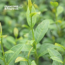 [프랑스와즈] 천연 아로마 에센셜오일 10ml, 티트리 에센셜오일