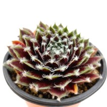 주얼리 바위솔 키우기 물이 들면 예뻐지는 다육 랜덤1-30