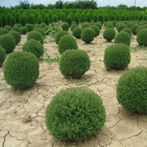 목하원예조경 특가세일 측백나무 묘목 둥근측백 (테디) 30-40cm전후 화분묘, 1개