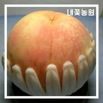 내꽃농원 복숭아 경봉(백도) R4cm(분)