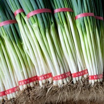 국내산 흙대파, 5kg, 1개