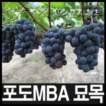 포도나무묘목/MBA묘목/포도MBA묘목/삽1년/도시농부, 포도MBA 삽1년 1주