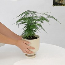 마이플랜트 [마이플랜트]월간식물 8월 아스파라거스 나누스 중형 키우기 쉬운 관엽 식물 공기정화식물 집들이화분, 선택완료, 둥근 공기형 클레이 화분 세트
