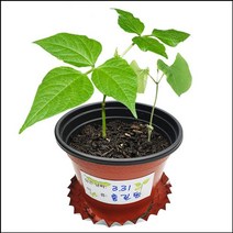 씨앗이 싹트는 조건과 강낭콩의 한살이 (4개세트) - 2023968EA, 본상품선택