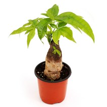 실내공기정화식물 120종 꽃 화분 미세먼지제거 아레카야자 해피트리 금전수, 모종포트, 파키라, 1개