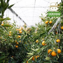 귤의 고향 제주에서 온 제철 감귤 한라봉 천혜향 레드향 2.5kg, 레드향(중) 2.5kg