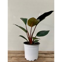 25~40cm 레드콩고 중품 49