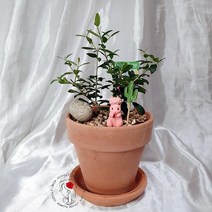 [주희꽃] 올리브나무 화분선물 화분 선물 개업식선물 집들이선물 탁상용선물 키우기좋은식물 키우기쉬운식물