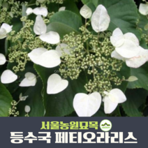 유럽등수국 페티오라리스(Petiolaris)2년생 7호사각포트묘 낙엽 덩굴 식물 울타리 묘목 서울농원묘목, 1개
