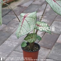 칼라디움