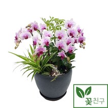 꽃친구 서양란 연분홍 승진 취임 영전 축하 화분 개업선물 호접란