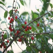 [IL∃7] 이스라지 3년생 H06-08 산앵두 정원묘목 나무 꽃나무 정원수 조경용 가꾸기_E∃8260eA, ∠본상품