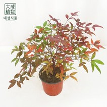 대성식물 남천 나무 소형, 1개