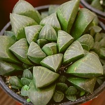 하월시아수 예쁜다육 랜덤발송 1226-08, 단품