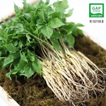 순수 새싹삼 [GAP] 2~3년근 특대 100 뿌리 (30cm 내외) 선물포장 가능 1box (오후 2시이전 주문시 당일발송), 일반 포장