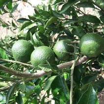 탱자나무/실생3년(10주묶음)/묘목/F1912, 10개