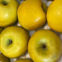 황금사과 시나노 골드 노란 사과 스위트 5kg, 가정용 시나노골드 23과내외 5kg행사