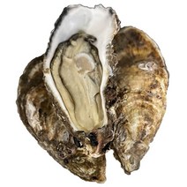 국내산 여수 석화 10kg 산지직송 (가열 후 섭취권장), 1개