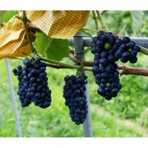 묘목/ 개량머루 (삽목3년 결실주) (N0095), 1개